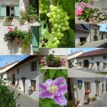Les fleurs des Chambres et table d'hôtes de La Grange du Hérisson